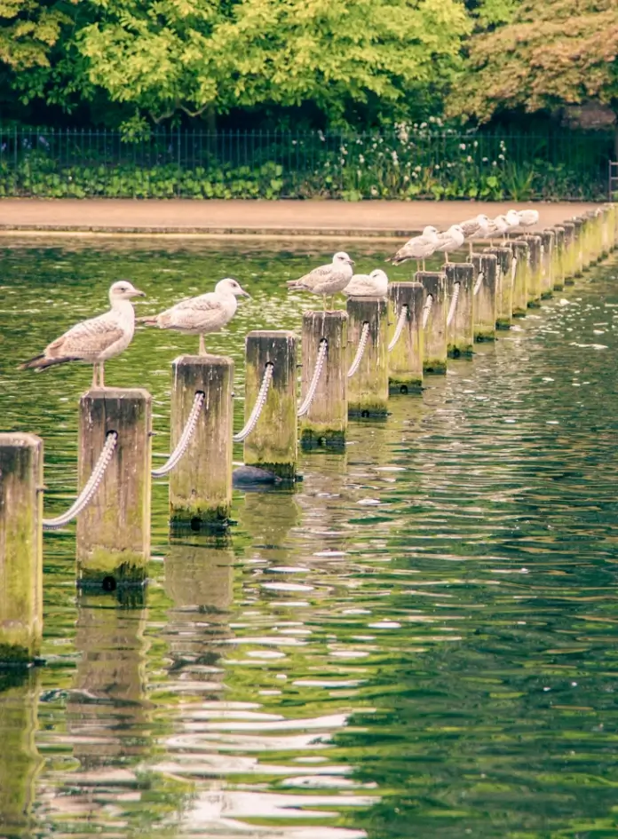 A peaceful, shimmering lake in a leafy London park, with seagulls, benches, and lush greenery